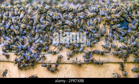 L'essaimage des abeilles. Un essaim d'abeilles s'est envolé d'une ruche dans une ruche Banque D'Images