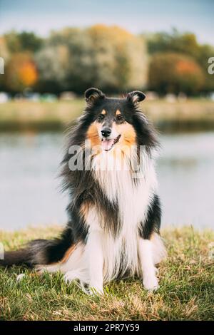 Tricolor Grenouille, drôle de collie écossaise, Collie à poil long, Collie anglaise, Lassie Dog posant à l'extérieur sur la côte du lac Banque D'Images