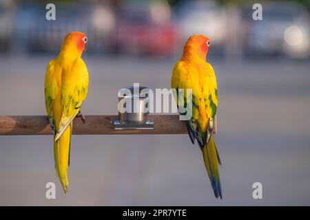 Soleil conure perroquet oiseaux sur bois belle couleur plumes animal animal Banque D'Images