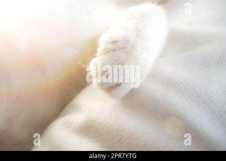 Chat blanc paw adorable gentil animal au lit sentiment doux fond Idée de vacances Banque D'Images