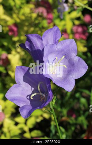 Canterbury Bell fleurs bleu en gros plan Banque D'Images