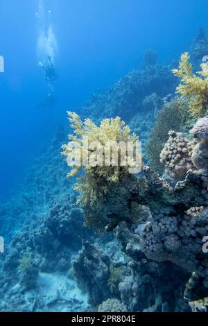 Groupe de plongeurs au-dessus de récif de corail coloré au fond de la mer tropicale, corail de brocoli jaune, paysage sous-marin Banque D'Images