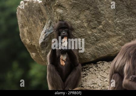 cher singe gelada ressemble à jouer une flûte sur un morceau de bois Banque D'Images