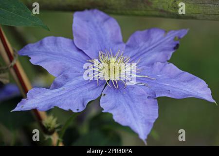 Fleur de Clematis bleue en gros plan Banque D'Images