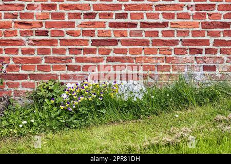 Un gros plan d'un mur de briques rouges sur un vieux bâtiment avec de l'herbe verte luxuriante et des pâquerettes sauvages qui grandissent au printemps. Surface dure et rugueuse avec plâtre de ciment attaché à une structure en béton abîmé Banque D'Images