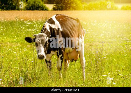 Vache dans le champ à portée libre Banque D'Images