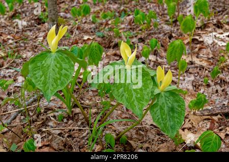 Un trio de trillium entièrement ouvert avec un feuillage vert marbré et des fleurs jaune clair sur le sommet croissant sur le sol forestier entouré de feuilles mortes Banque D'Images