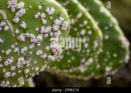 Des amas blancs cireux de nymphes d'insectes à l'échelle cochinale (Dactylopius Cococcus) sur un cactus, prêts à récolter de l'acide carminique pour produire du colorant carmin. Banque D'Images