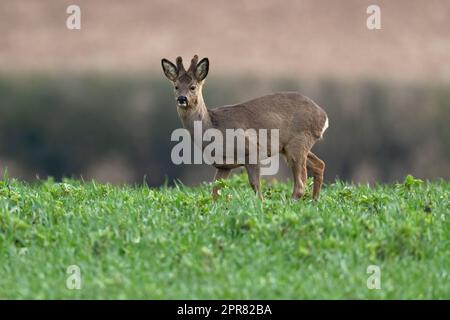 Buck de cerf de Virginie - Capreolus capreolus. Banque D'Images