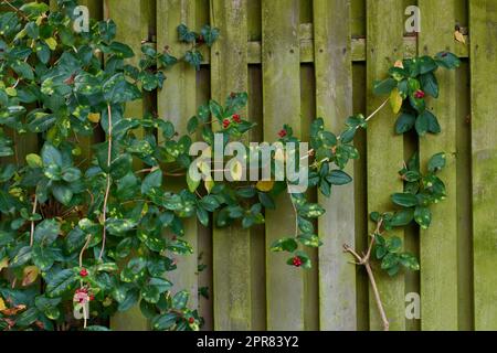 Plante verte rampant poussant sur une clôture en bois à l'extérieur pour un fond d'espace de copie botanique. Vignes variées aux baies rouges sauvages grimpant sur un vieux mur de bois de mousse dans un jardin rustique de cottage Banque D'Images