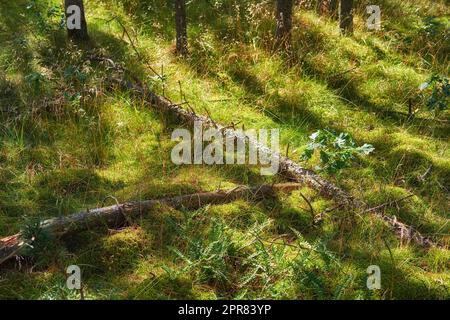 Paysage scène à travers la forêt rurale de bois au printemps. Vue sur les troncs d'arbres tombés sur l'herbe surcultivée dans les bois au Danemark. Plantes broussantes et troncs d'arbres fins. De la nature Banque D'Images