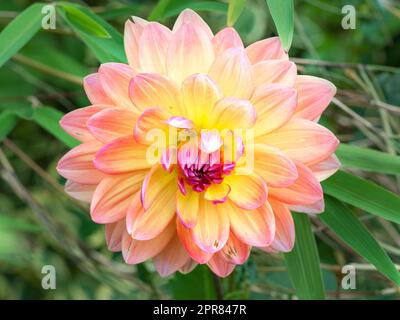 Grand double fleur de Dahlia en plein soleil dans un jardin Banque D'Images