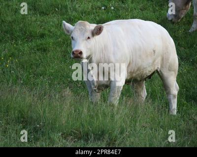 de beaux veaux paissant dans la prairie tranquillement heureux animaux de ferme Banque D'Images