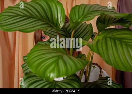 La femme regarde à travers les feuilles de la plante tropicale de Calathea orbifolia. Banque D'Images