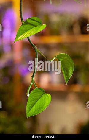 Golden Pothos plante sur un fond de fleuriste. Banque D'Images