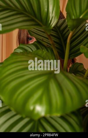 La femme regarde à travers les feuilles de la plante tropicale de Calathea orbifolia. Banque D'Images