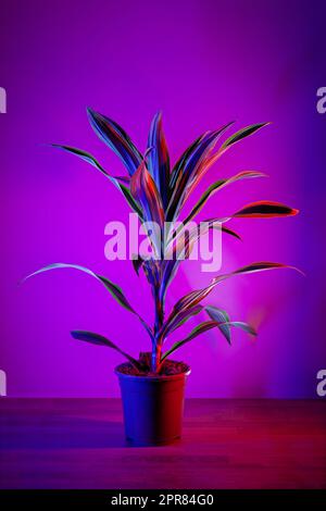 Citron vert dracaena feuilles sur fond magenta foncé Banque D'Images