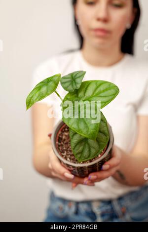 Plante maison exotique Alocasia Silver Dragon en pot texturé foncé. Banque D'Images