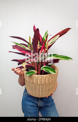 Fille tenant Stromanthe tricolor plante pot contre fond blanc mur. Banque D'Images