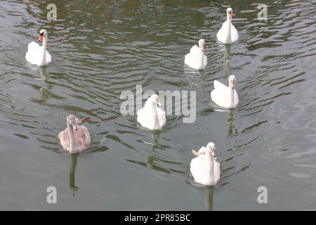 Cygnus olor (Cygnus olor) Banque D'Images