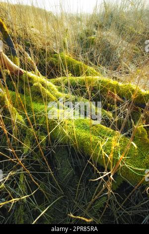 Gros plan sur des mousses vertes vibrantes qui poussent sur une écorce d'arbre déchue dans un marais du Danemark vide au printemps. Zoom macro vue de détail, algues texturées se répandre, couvrant le tronc en bois dans les paysages naturels éloignés Banque D'Images