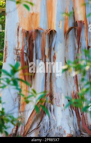 Gros plan d'une écorce dépouillée du tronc d'arbre dans une forêt au coucher du soleil. Gommage des textures des couches extérieures d'un arbre d'écorce blanc. Détails d'un arbre en argent endommagé dans une forêt éloignée près d'un sentier de randonnée Banque D'Images