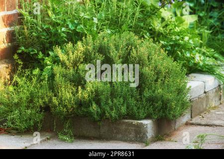 Petit jardin d'herbes vertes poussant dans une cour extérieure avec de petits arbustes et buissons. L'herbe luxuriante et les plantes poussent dans un jardin écologique durable avec un feuillage frais sain au printemps Banque D'Images