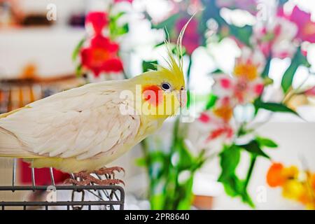le jeune perroquet de cocatier mâle se trouve sur une cage, sur fond de fleurs fraîches Banque D'Images