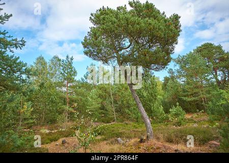 Forêt de pins avec arbustes verts sur un ciel bleu nuageux. Végétation luxuriante dans un terrain isolé ou un environnement naturel non perturbé. Un magnifique lieu de randonnée sauvage pour la découverte, l'aventure et l'exploration Banque D'Images