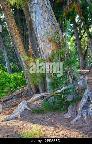 Grand arbre avec pousses sauvages dans une forêt tropicale verte à Hawaï, États-Unis, par une journée ensoleillée. Nature tranquille avec vues pittoresques sur une jungle, calme apaisant avec des buissons et beauté cachée dans les vieux arbres feuillus indigènes Banque D'Images