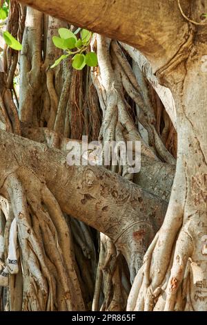 Paysage d'un tronc d'arbre enchevêtré avec branches. Vieux figuier indigène qui pousse dans une forêt sauvage ou une jungle avec des détails d'écorce de bois. Gros plan d'un tronc torsadé sur un Banyan Tree à Waikiki, Honolulu Hawaii Banque D'Images