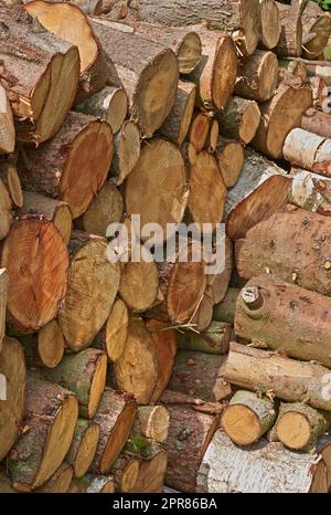 Préparation de bois de chauffage pour l'hiver. Piles de bois de chauffage dans la forêt. Bois de chauffage de fond. Arbres sciés et hachés. Grumes en bois empilées. Bois de chauffage. Banque D'Images