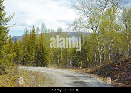 Vue sur une route et une végétation verte menant à une zone isolée dans le Nordland. De grands arbres verts entourant une rue vide à la campagne. Terres boisées désertes et forêt le long d'un chemin en béton Banque D'Images