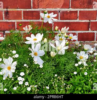 Gros plan de pâquerettes fraîches qui poussent contre un mur de briques rouges dans un jardin. Un bouquet de fleurs blanches, ajoutant à la beauté dans la nature et l'ambiance paisible de l'extérieur. Jardin cueilli des fleurs dans l'arrière-cour zen Banque D'Images