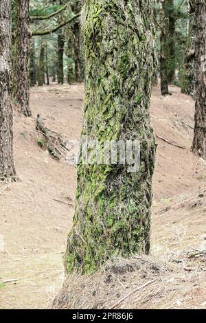 Gros plan d'un pin dans la forêt le matin de l'automne. Paysage sauvage de nature avec les détails d'un vieux tronc couvert de mousse et d'herbe sèche d'hiver dans la montagne près de la Palma, îles Canaries, Espagne Banque D'Images