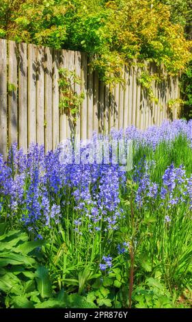 Gros plan d'une cloche bleue fraîche qui grandit dans un jardin vert au printemps avec une clôture en bois. Fleurs violettes fleuries et fleuries en harmonie avec la nature. Un lit de fleurs sauvages tranquille dans une cour Banque D'Images