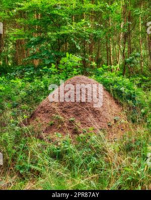 Immense anthill dans une forêt de pins. Énorme anthill dans la forêt de pins, Danemark. Banque D'Images