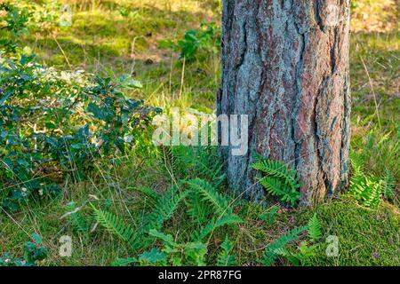 Gros plan d'un grand arbre dans la forêt avec de la mousse verte dehors dans la nature. Une grande souche dans les bois avec des détails de l'écorce et des plantes vibrantes, des arbustes et de l'herbe dans les environs pendant une journée ensoleillée Banque D'Images