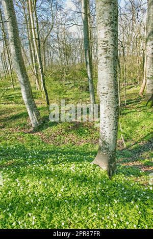 Champ de fleurs de forêt près des troncs d'arbres au printemps. Beau paysage de nature de fleurs d'anémone en bois blanc croissant dans un pâturage vert ou un pré. Beaucoup de jolies fleurs sauvages blanches dans la nature Banque D'Images