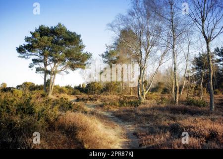 Chemin secret et mystérieux dans une campagne menant à une forêt magique où l'aventure vous attend. Paysage tranquille avec un chemin caché entouré d'arbres, buissons, arbustes, pelouse et herbe Banque D'Images