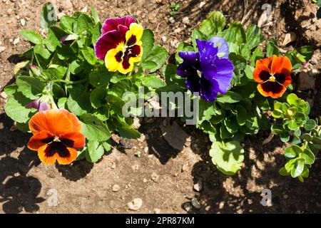 Des pansies lumineuses, colorées et magnifiques aux pétales orange, jaune, violet et bleu ont fleuri au printemps Banque D'Images