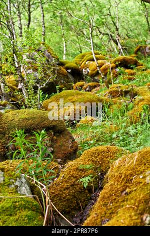 Arbres forestiers et rochers couverts de mousse jaune dans un environnement isolé dans la nature. Vue macro de la propagation des algues texturées, couvrant les rochers dans un environnement calme et isolé avec des plantes et des arbustes luxuriants Banque D'Images