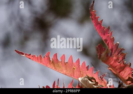 Feuilles de Sonchus acaulis. Banque D'Images