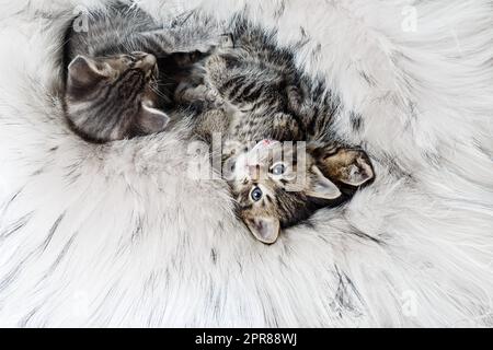 Trois chatons dormant Banque D'Images