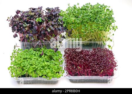 Microgreens herbes sur blanc Banque D'Images