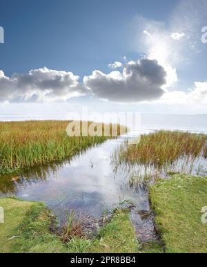 Paysage d'un lac marécageux contre un horizon nuageux. Lagon calme avec roseaux sur fond bleu. Herbe sauvage poussant au bord de la mer en Norvège. Lieu de pêche paisible et isolé dans la nature. Banque D'Images