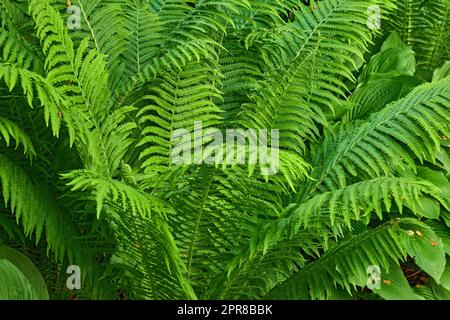 Gros plan de feuilles de vert vif qui poussent sur une fougère d'Ostrich en été. Détails et motifs de beaucoup de plantes tropicales vibrantes qui poussent dans un groupe en plein air. Grande feuille texturée pour décorer ou ombrager les espaces Banque D'Images