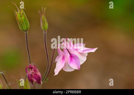 Une belle fleur de bijoux qui fleurit dans un arrière-plan flou. Gros plan de fleur de bijou à une altitude élevée avec l'accent sur les pétales et les bourgeons de la fleur. Rare belle fleur floraison. Banque D'Images