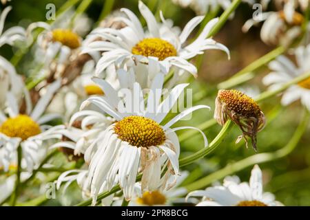 Gros plan de la Marguerite blanche dans le champ de fleurs à l'extérieur pendant la journée d'été. Zoom sur la plante en fleur qui grandit dans le jardin et l'arrière-cour au printemps. Petite belle petite fleur sauvage Marguerite élégante Banque D'Images