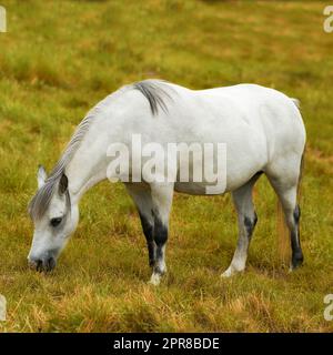 Un cheval blanc paître sur un champ seul à l'extérieur. Un animal debout sur une ferme verte ou un pâturage par un jour ensoleillé. Poney mangeant dans un paysage de printemps luxuriant. Un foal sauvage se nourrissant sur les terres agricoles rurales Banque D'Images